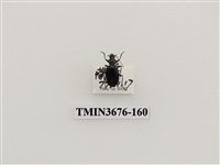 藏品(步行蟲(2))的圖片